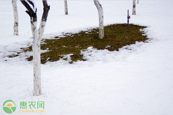 越城区农业农村局多措并举防范低温雨雪冰冻天气