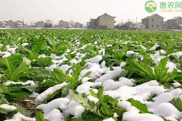 农业生产防冰冻灾害 确保鲜活农产品供应