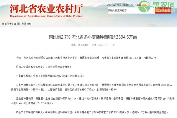 同比增2.7% 河北省冬小麦播种面积达3394.5万亩