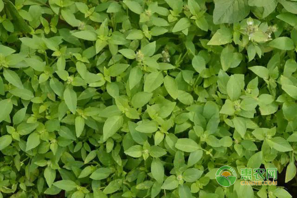荊芥種植的時(shí)間和方法-圖片版權(quán)歸惠農(nóng)網(wǎng)所有