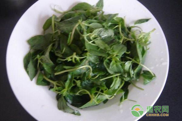 荊芥種植的時(shí)間和方法-圖片版權(quán)歸惠農(nóng)網(wǎng)所有