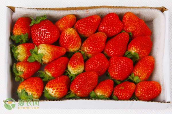 草莓什么品种最甜最大？