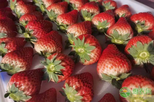 又大又甜的草莓品种
