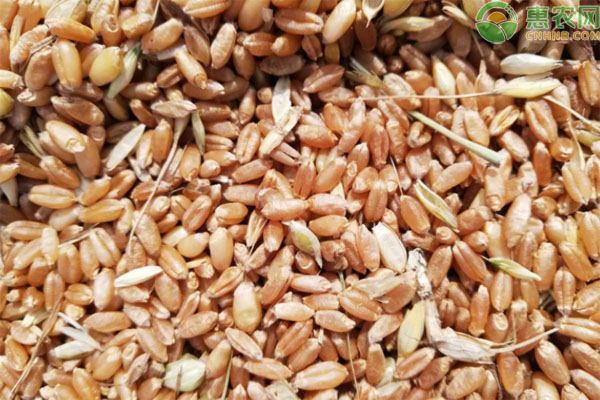 2021年今日小麦价格最新行情预测