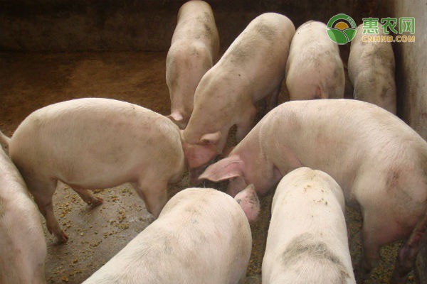 预计2021年猪价向下走，2021年养猪还赚钱吗？