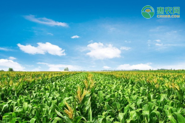 玉米价格恢复性上涨 种植面积有望增加 建议各方理性看待粮价上涨