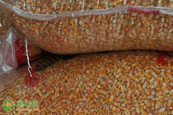 今日玉米价格多少钱一斤？预计2021年玉米涨还是落？