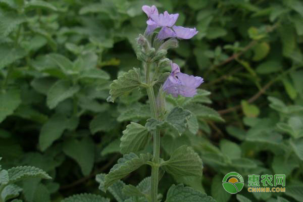 薄荷会开花吗？花期如何养护？-图片版权归惠农网所有