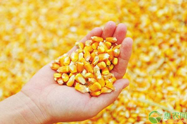2021年玉米价格会掉吗？