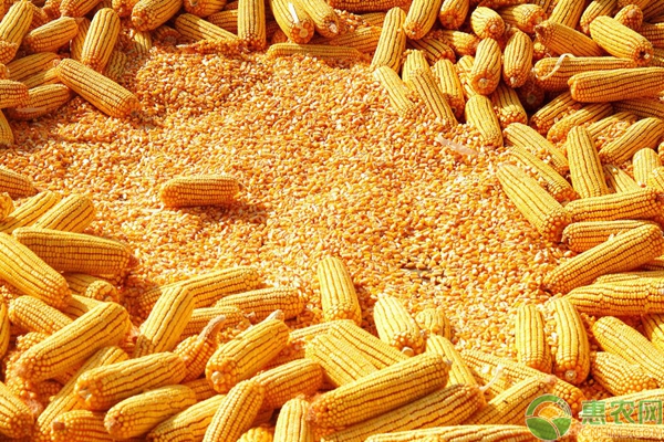 2021年玉米价格是多少？附玉米最新行情走势分析