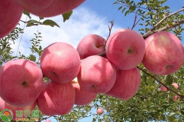 阿克苏苹果的特点以及哪里产的?阿克苏苹果多少钱一斤?