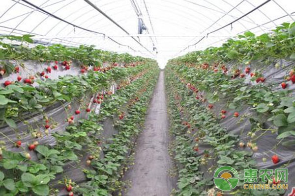 草莓苗价格多少钱一株？草莓苗有哪些类型？