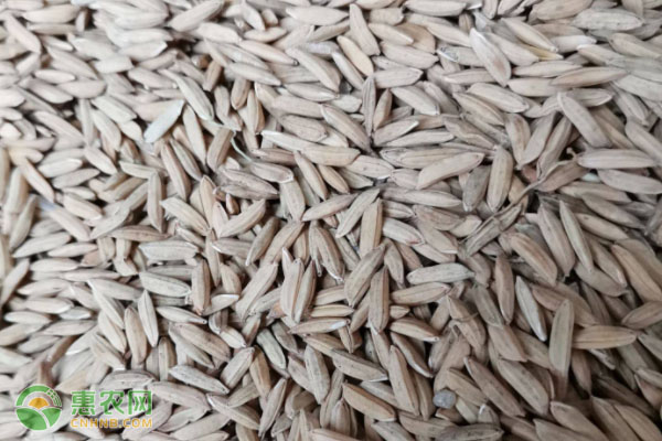 2021年2月水稻价格最新行情预测及走势分析