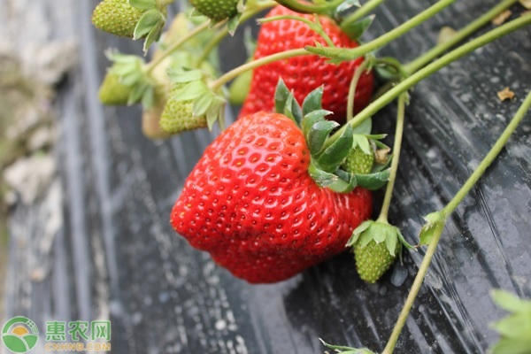 草莓苗价格多少钱一株？草莓苗有哪些类型？