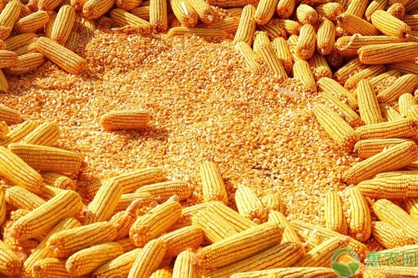 黑龙江玉米市场月报（202101）