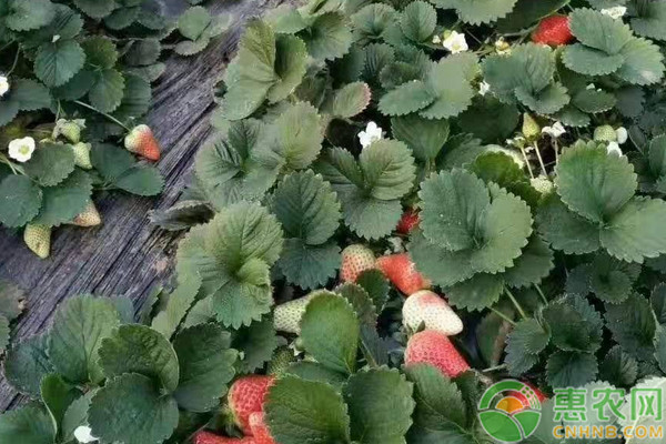 隋珠草莓苗多少钱一棵？隋珠草莓和红颜草莓哪个好？