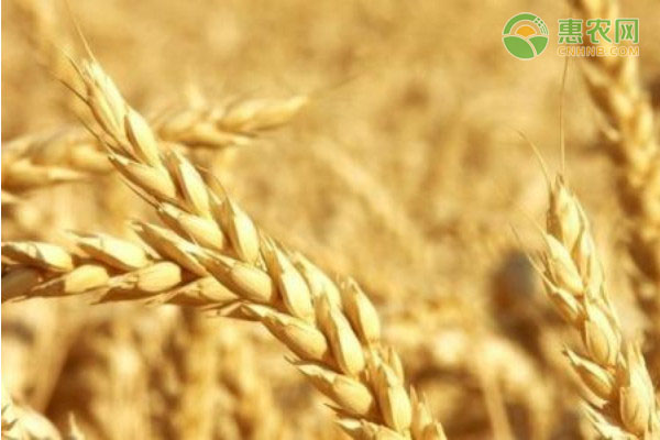 2021优质小麦多少钱一斤？附春节前后小麦价格行情走势