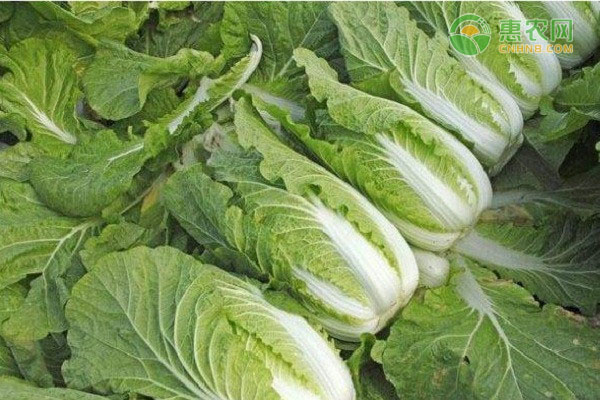 湖北省关于加强春季蔬菜生产的技术指导意见