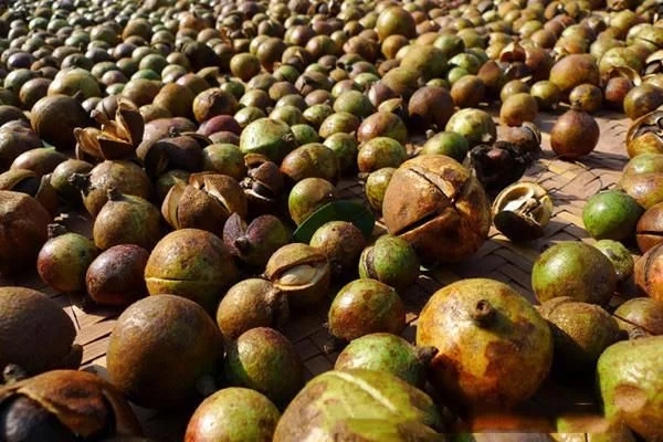 哪种油茶品种产量最高?油茶品种介绍