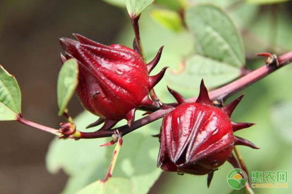 洛神花種植方法和時(shí)間-圖片版權(quán)歸惠農(nóng)網(wǎng)所有