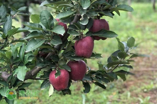 北方适合种植什么苹果树苗？