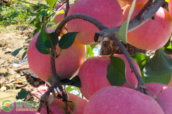 瑞阳苹果树苗多少钱一棵？种植前景如何？