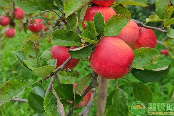 瑞阳苹果树苗多少钱一棵？种植前景如何？