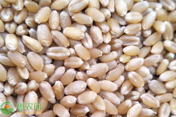 河南省2021年冬小麦春季测墒灌溉技术指导意见
