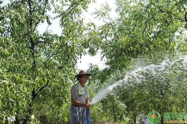 种植枣树如何施肥？-图片版权归惠农网所有