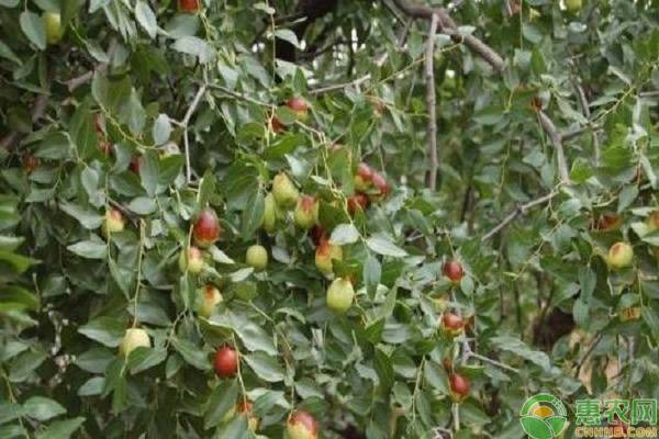 种植枣树如何施肥？-图片版权归惠农网所有