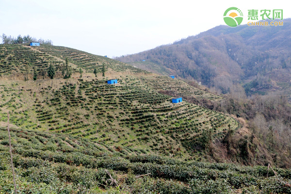 关于统筹安排好2021年茶产业发展有关工作的通知