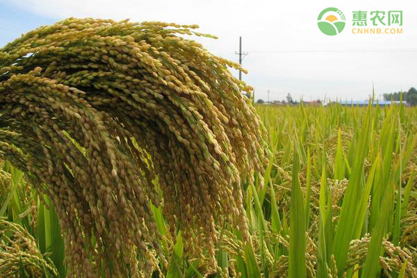 2021年水稻价格会上涨吗？