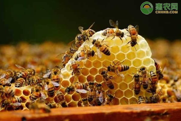 养中蜂六十箱有补贴吗？中蜂的养殖前景怎样？
