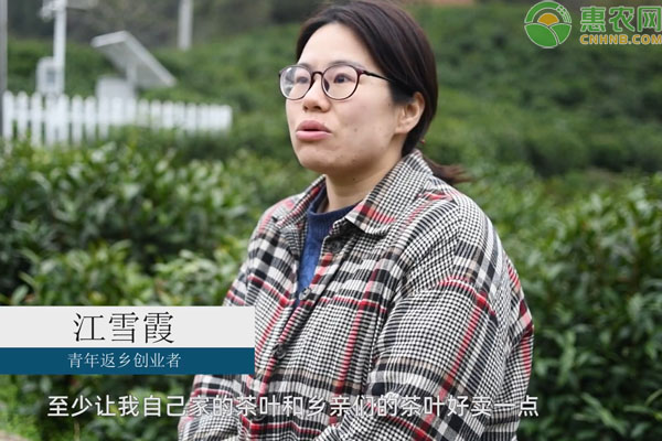 女生辞职回乡当茶农为村里增收是怎么回事？