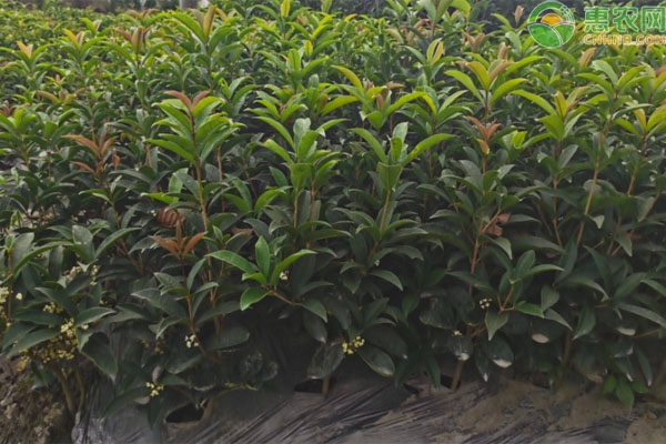 柳叶桂是什么桂花树品种?适宜在哪种植?