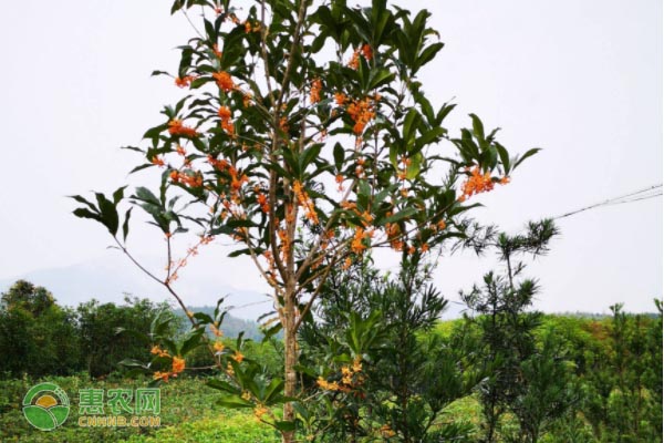 丹桂什么时候开花？不开花怎么办？-图片版权归惠农网所有