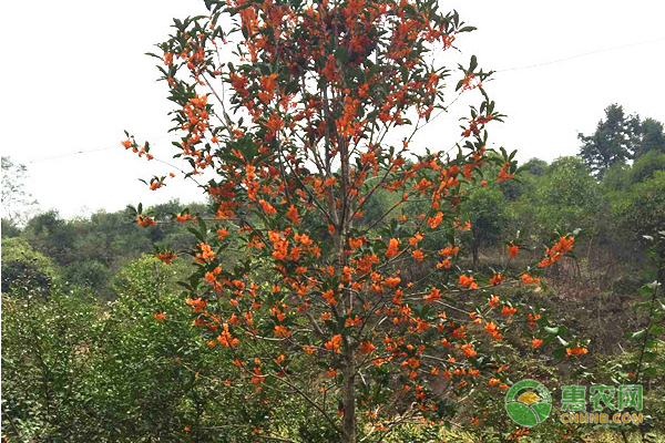丹桂什么时候开花？不开花怎么办？-图片版权归惠农网所有