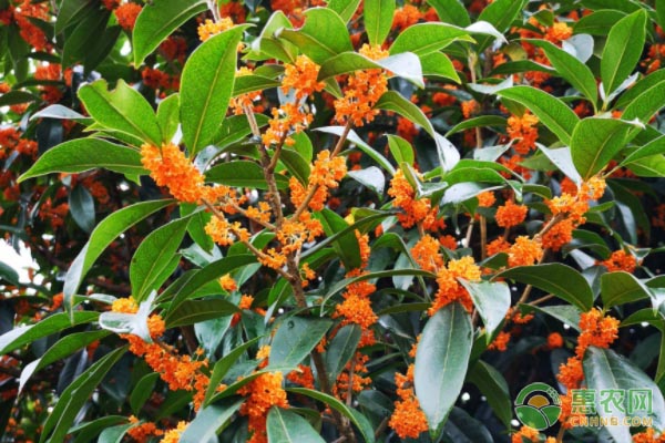 丹桂什么时候开花？不开花怎么办？-图片版权归惠农网所有