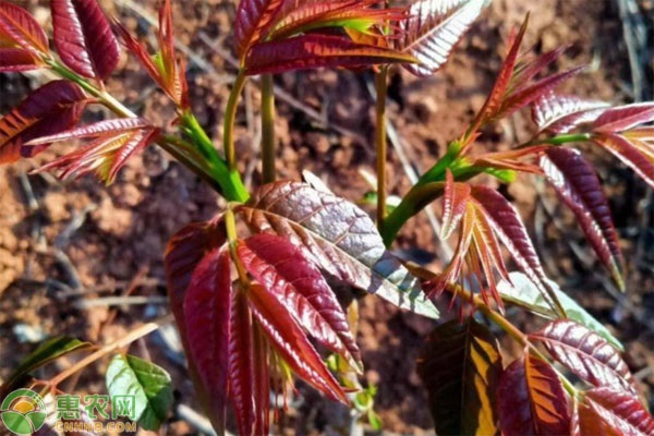 香椿能盆栽种植吗？怎么种？-图片版权归惠农网所有