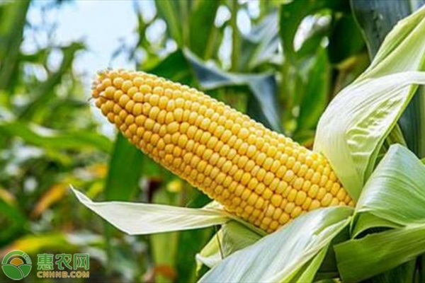 2021年十大国审玉米新品种