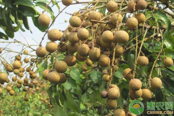龍眼種植技術(shù)管理-圖片版權(quán)歸惠農(nóng)網(wǎng)所有
