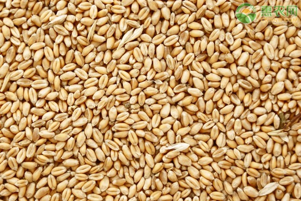 2021清明节过后小麦价格会涨吗？附今日小麦最新价格