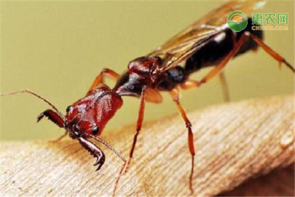 红火蚁位列最危险入侵物种，具体是怎么回事？