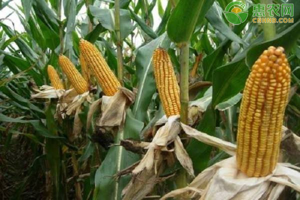 今日玉米价格多少钱一斤？2021年4月13日玉米价格最新行情