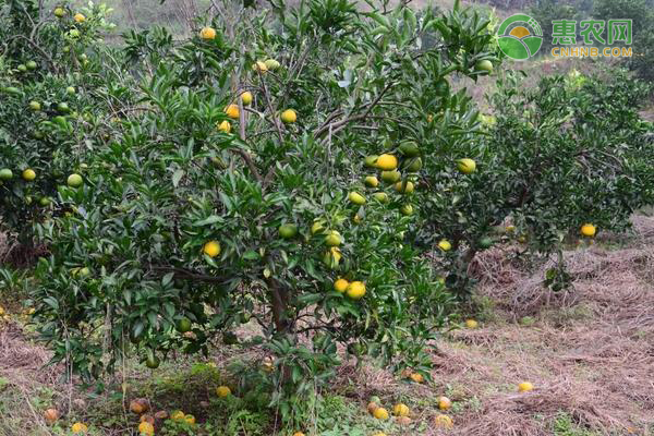 最好种的柑橘苗品种有哪些？