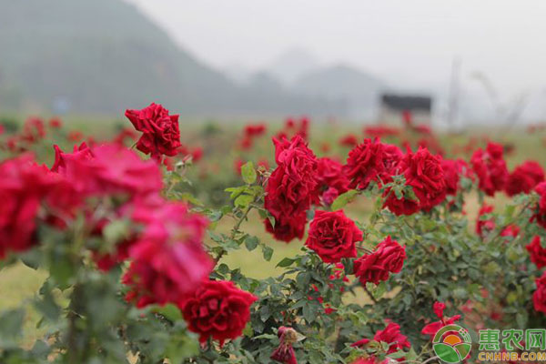 玫瑰花喜欢干燥温暖的环境,养护时浇水过多,如养护的环境经常淋雨,或