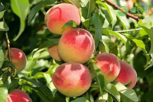 桃树苗的批发价是多少？如何培育？
