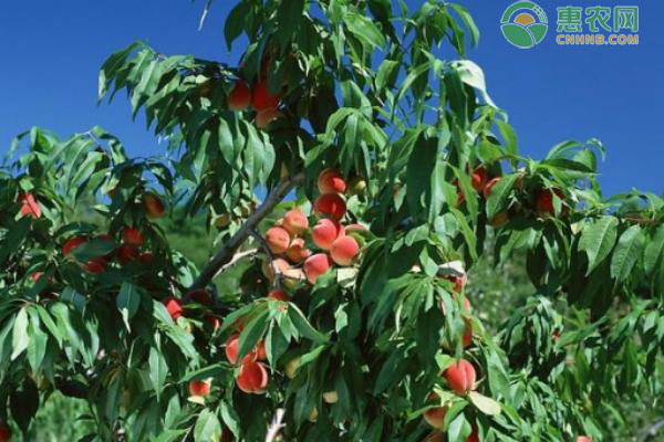 晚熟桃树苗批发价格多少钱一棵？有哪些品种？