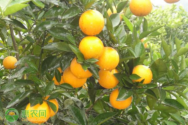 橙子产地主要在我国哪几个省份？橙子常见品种有哪些？