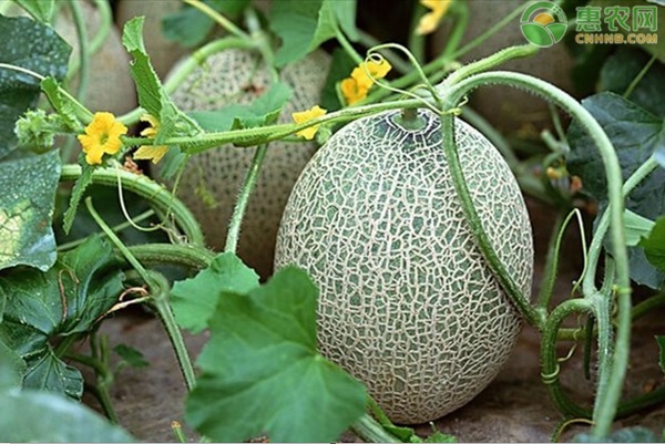 哈密瓜的原产地是新疆哈密吗？哈密瓜的产地及品种概述